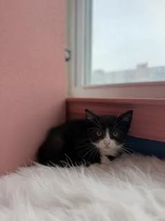 A baby small-sized female Black & White / Tuxedo Domestic Short Hair cat named Crab Raccoon for adoption in Arverne, NY
