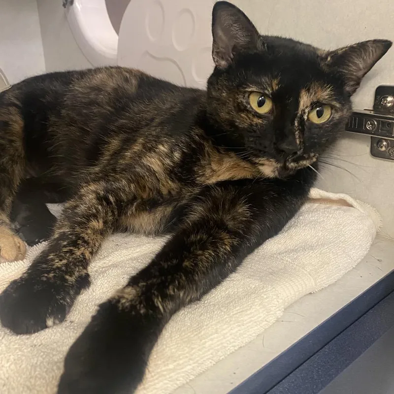 A young medium-sized female Black Domestic Short Hair cat named Butternut for adoption in Dayton, OH