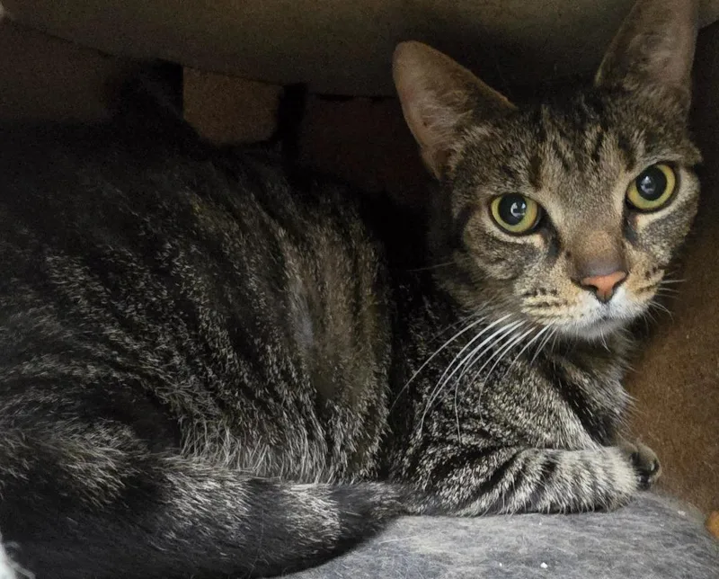 An adult large-sized male Domestic Short Hair cat named Little Man for adoption in Auburn, IN