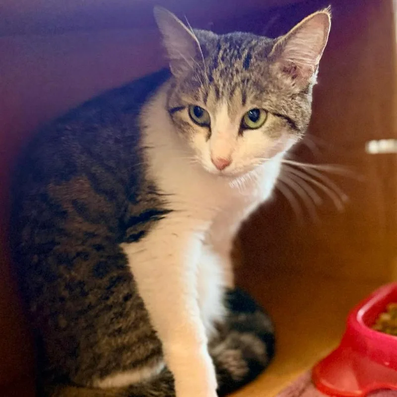 An adult medium-sized female Brown / Chocolate Domestic Medium Hair cat named Meep for adoption in Marion, IL