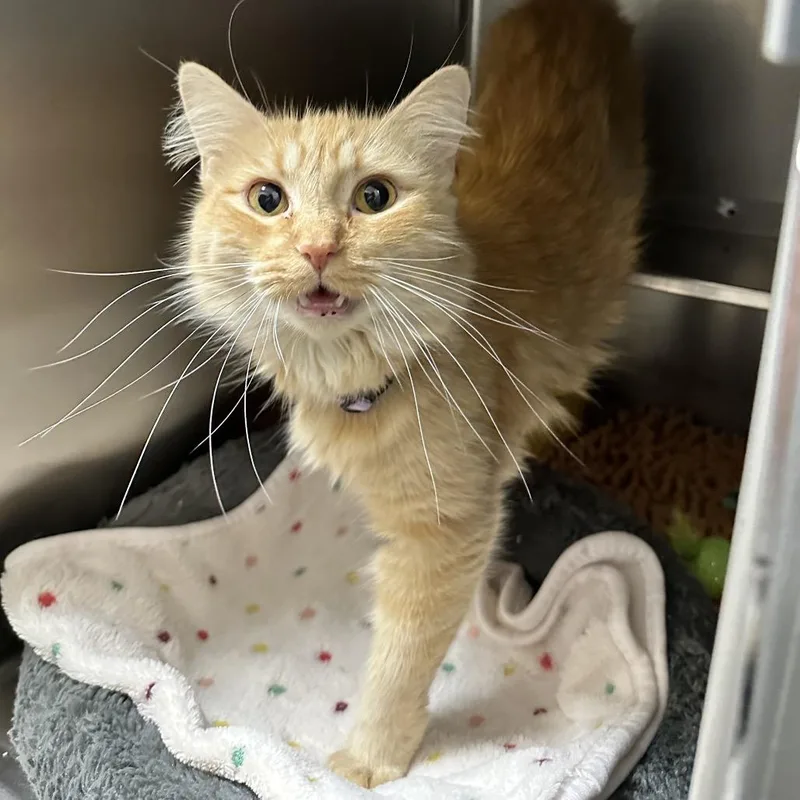 An adult medium-sized female Orange / Red Domestic Medium Hair cat named Ruth Sullivan Petsense for adoption in Union, MO