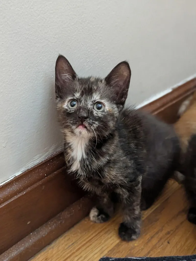 A baby medium-sized female Domestic Short Hair cat named Dawn for adoption in Buffalo, NY