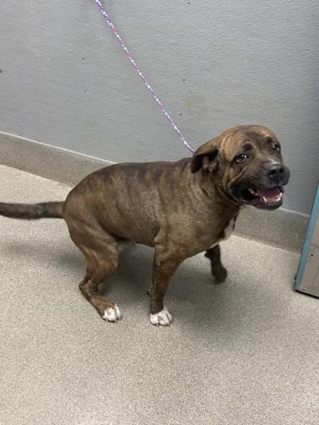 An adult large-sized male Pit Bull Terrier dog named Smores Poptart for adoption in Las Vegas, NV