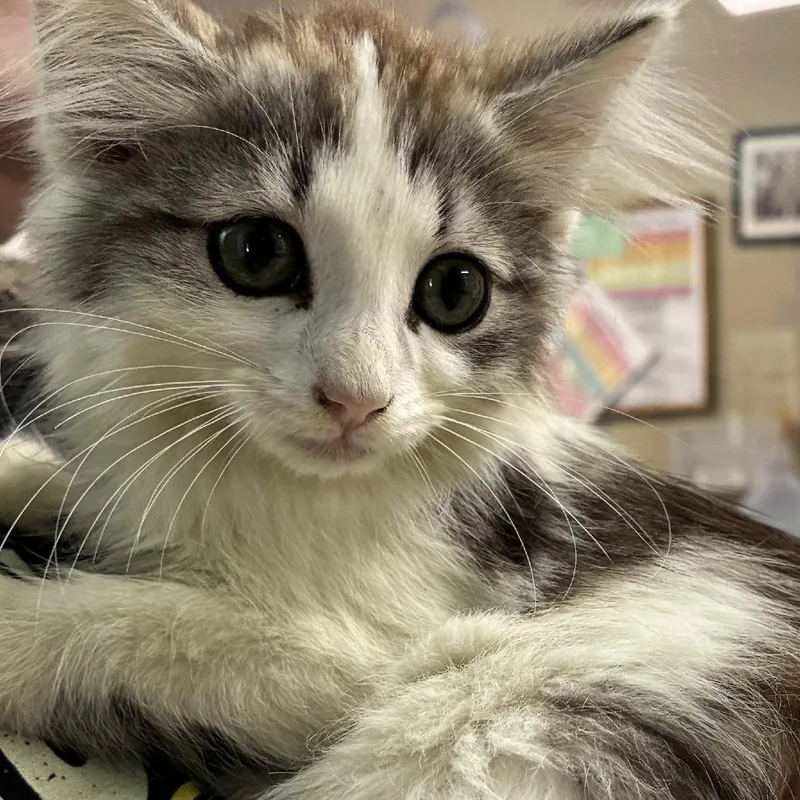 A baby small-sized male White Domestic Long Hair cat named Aslan for adoption in Columbus, NC