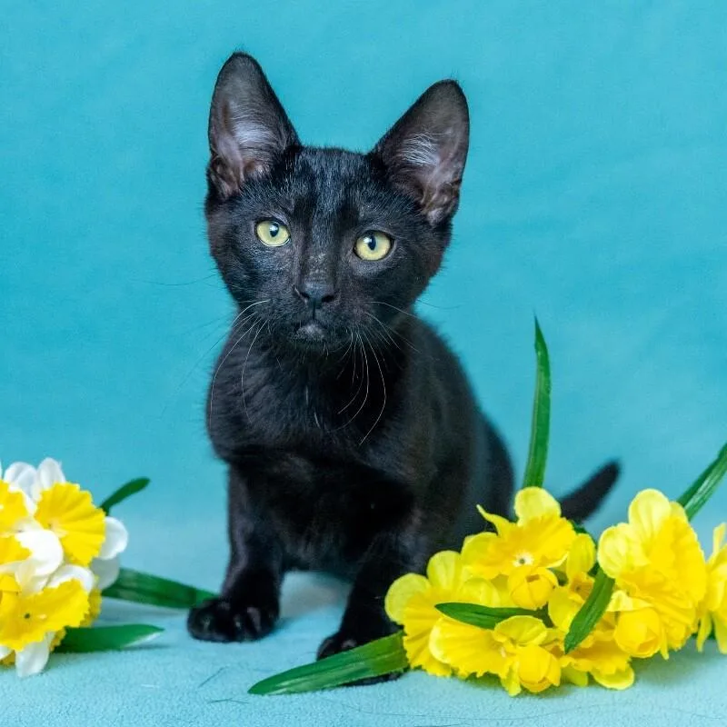 Twinkle Toes thumbnail 2