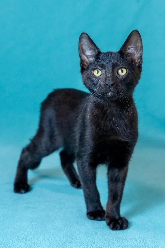 Twinkle Toes thumbnail 3