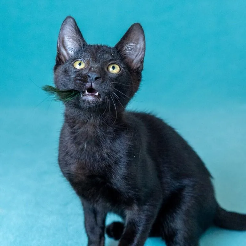 Twinkle Toes thumbnail 4