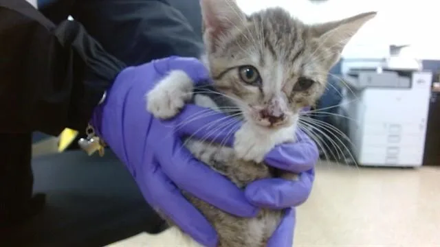 A baby small-sized male Domestic Short Hair cat named Toby for adoption in Miami, FL