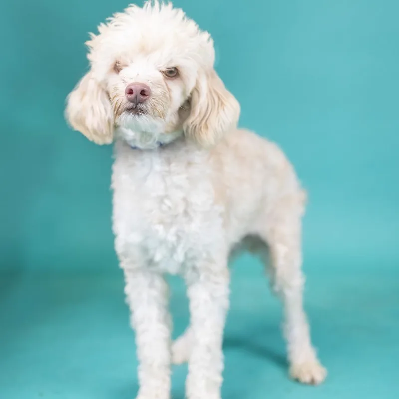 An adult small-sized male White / Cream Miniature Poodle dog named Winston for adoption in Portland, OR