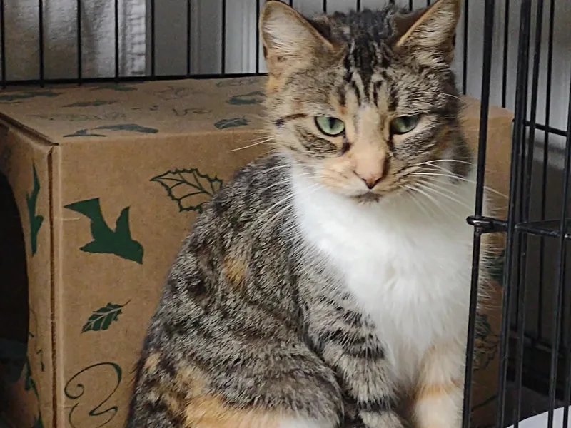 Miss Marmalade thumbnail 2