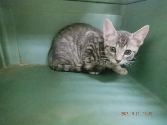 A baby small-sized male Domestic Short Hair cat named A for adoption in Oroville, CA