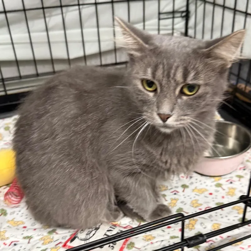A young small-sized female Gray / Blue / Silver Domestic Medium Hair cat named Fredia for adoption in Normal, IL