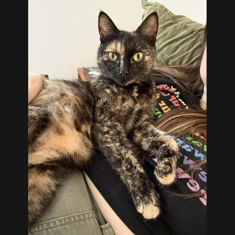 A young medium-sized female Tortoiseshell Domestic Short Hair cat named Cher for adoption in Clyde, NC
