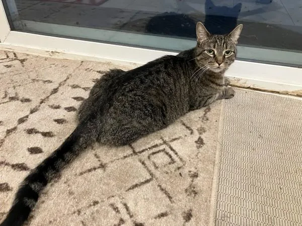 An adult medium-sized female Domestic Short Hair cat named Coco for adoption in Bonsall, CA