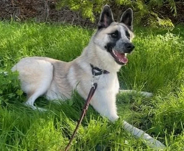 An adult large-sized male Siberian Husky dog named Nate for adoption in San Diego, CA
