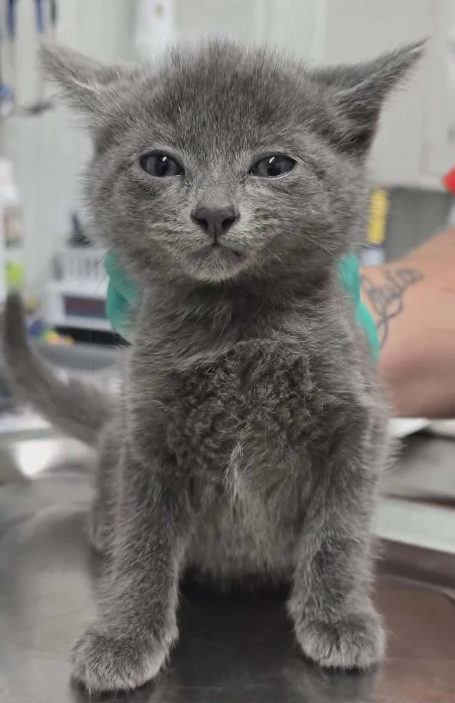 A baby small-sized female Domestic Short Hair cat named Meredith for adoption in Hillsdale, IN