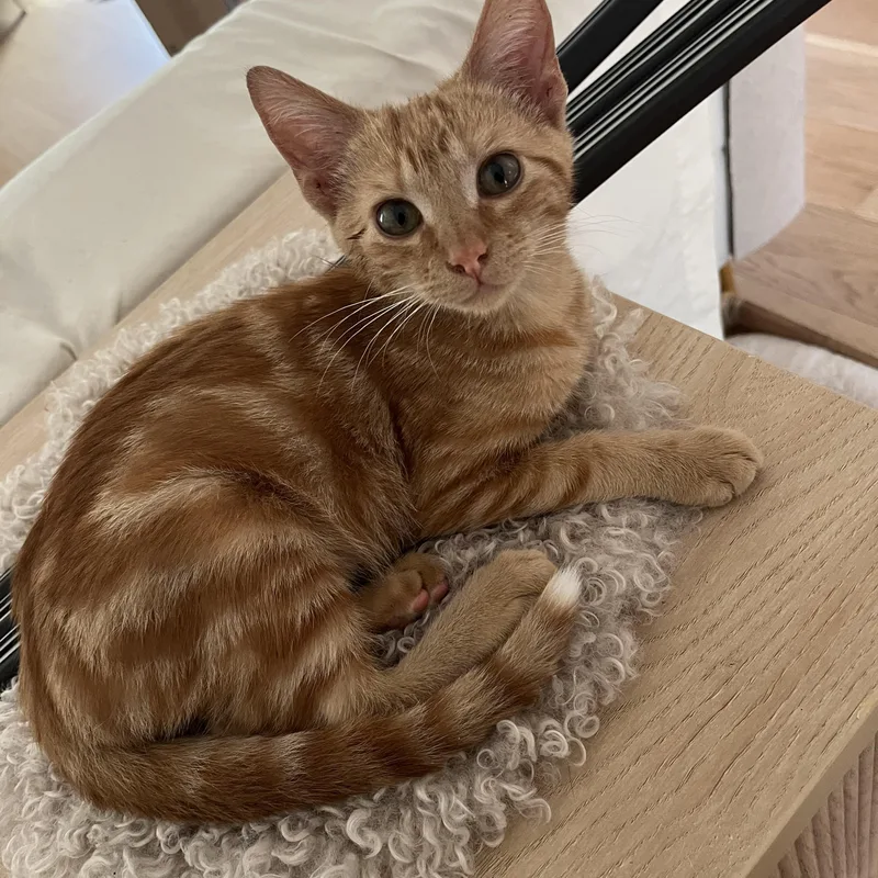 A baby medium-sized male Domestic Medium Hair cat named Oliver for adoption in Satsuma, AL