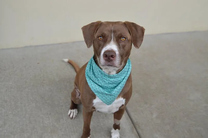 An adult large-sized male Mixed Breed dog named Wrangler for adoption in McKinney, TX