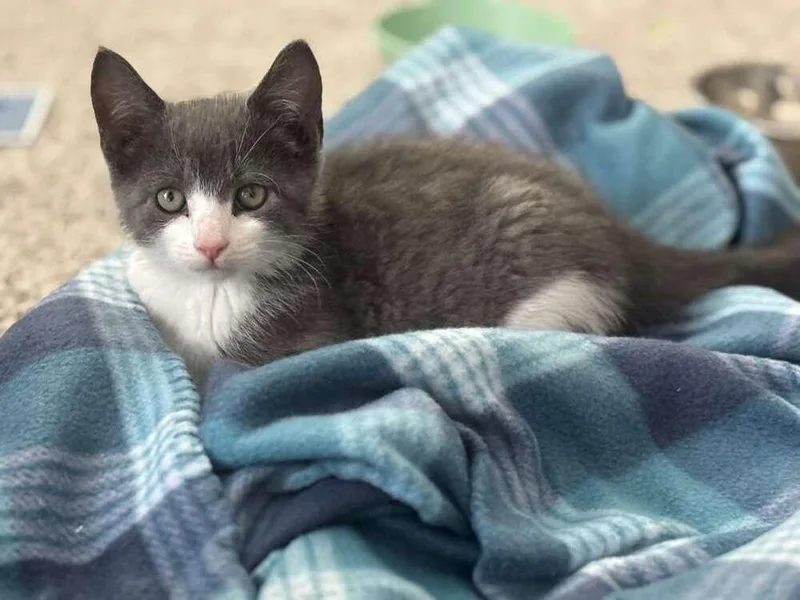 A baby small-sized male Gray & White Domestic Short Hair cat named Houdini for adoption in Orlando, FL