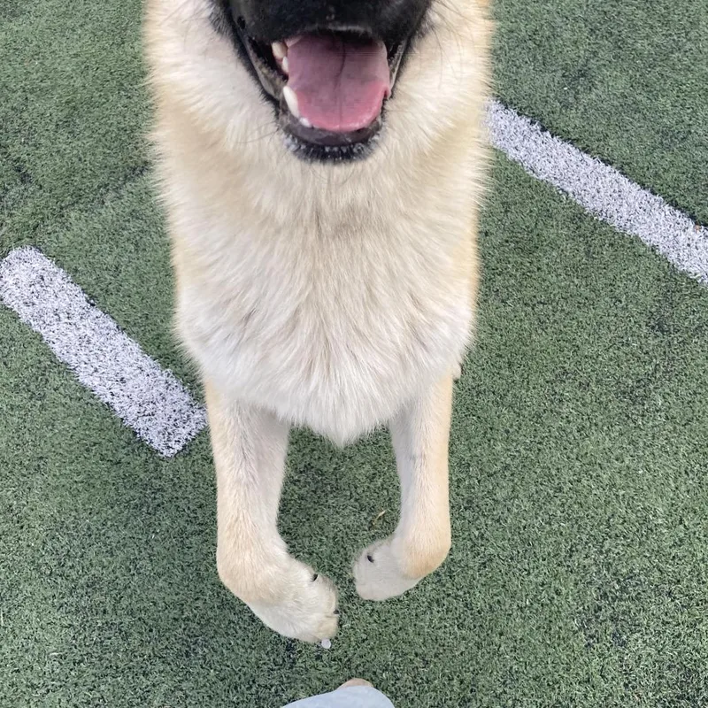 An adult large-sized male Yellow / Tan / Blond / Fawn Mixed Breed dog named Mickey for adoption in Memphis, TN