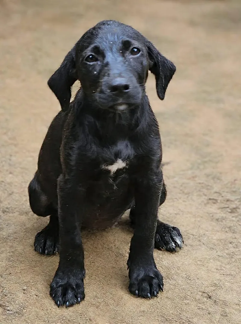 A baby medium-sized female Black Labrador Retriever dog named Blackberry for adoption in Bethpage, NY