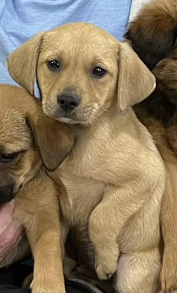 Hopper The Chiweenie Mix