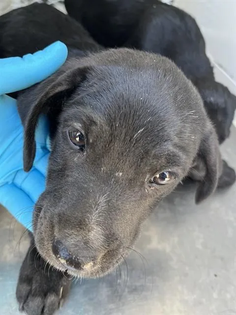 A baby small-sized male Mixed Breed dog named Dagger for adoption in Bakersfield, CA