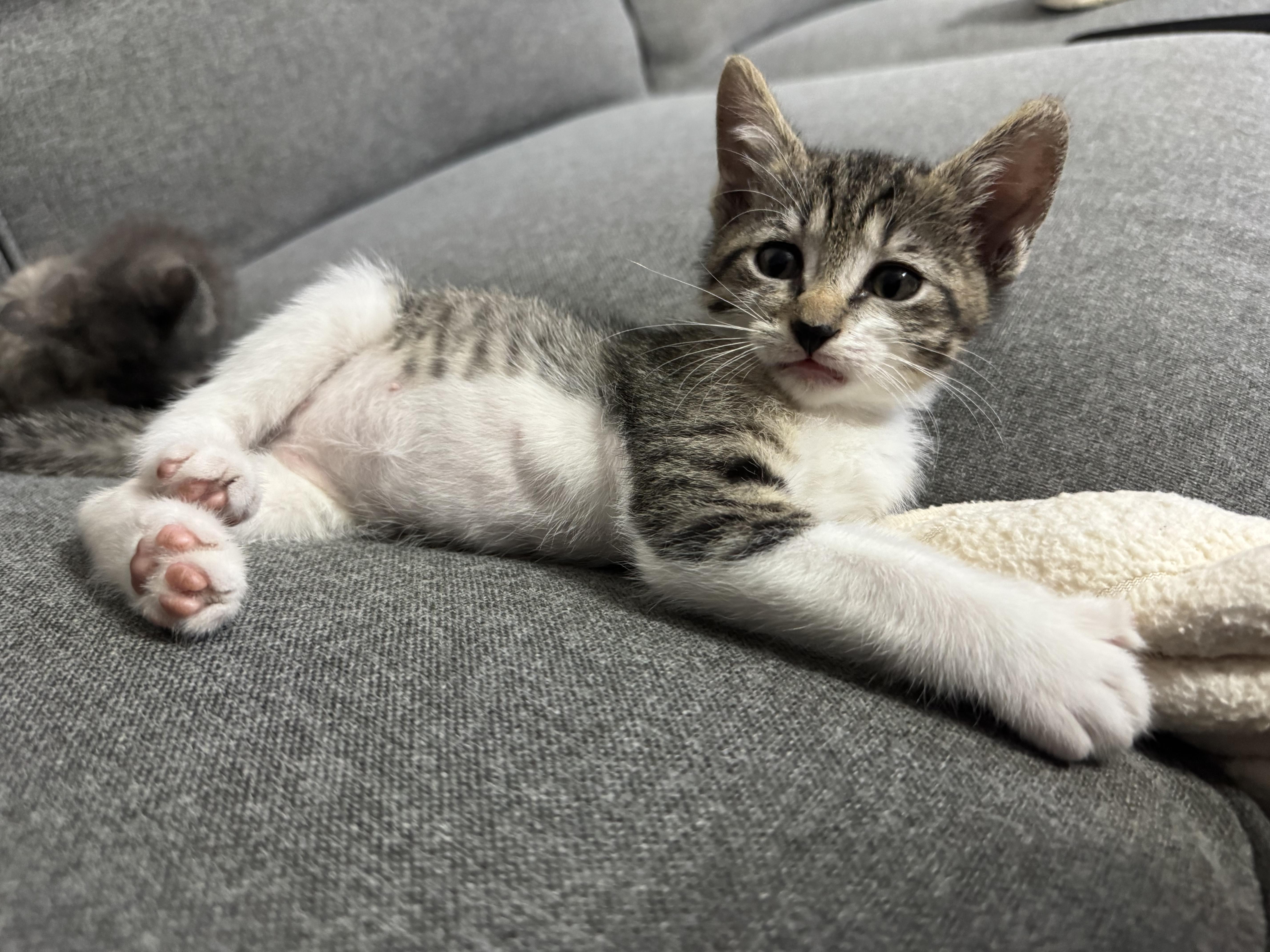 A baby medium-sized male Domestic Short Hair cat named Slick for adoption in Margate, FL