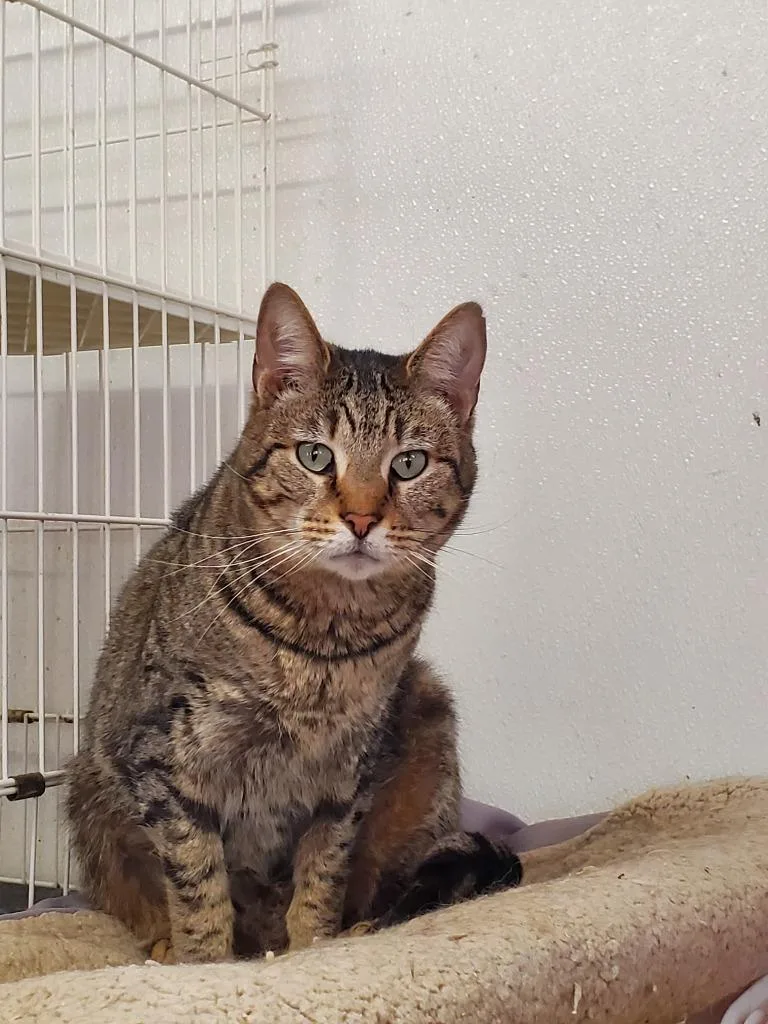 An adult medium-sized male Domestic Short Hair cat named Arizona for adoption in Philippi, WV