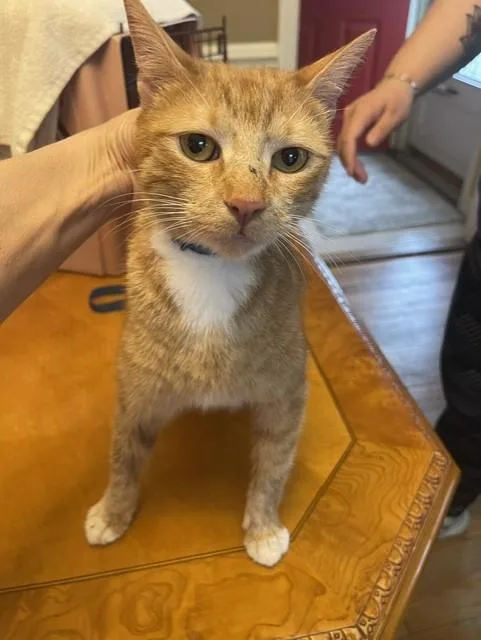 An adult medium-sized female Orange & White Domestic Short Hair cat named Bao Bao for adoption in Nutley, NJ