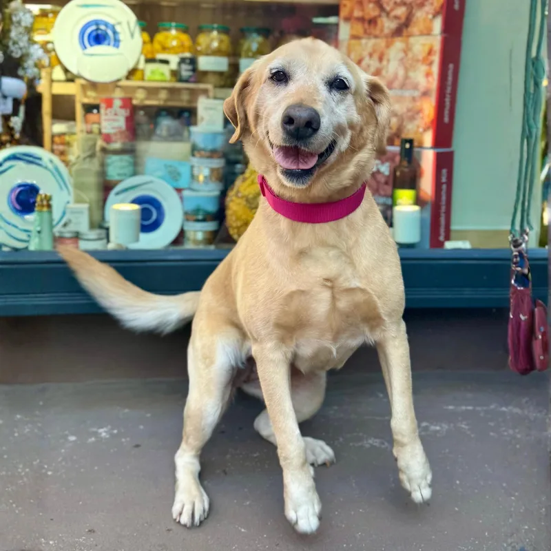 A senior medium-sized female Yellow / Tan / Blond / Fawn Labrador Retriever dog named Fleece Blanket for adoption in New York, NY