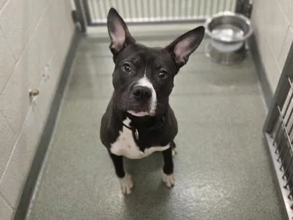 An adult large-sized male Pit Bull Terrier dog named Toulouse for adoption in Coon Rapids, MN