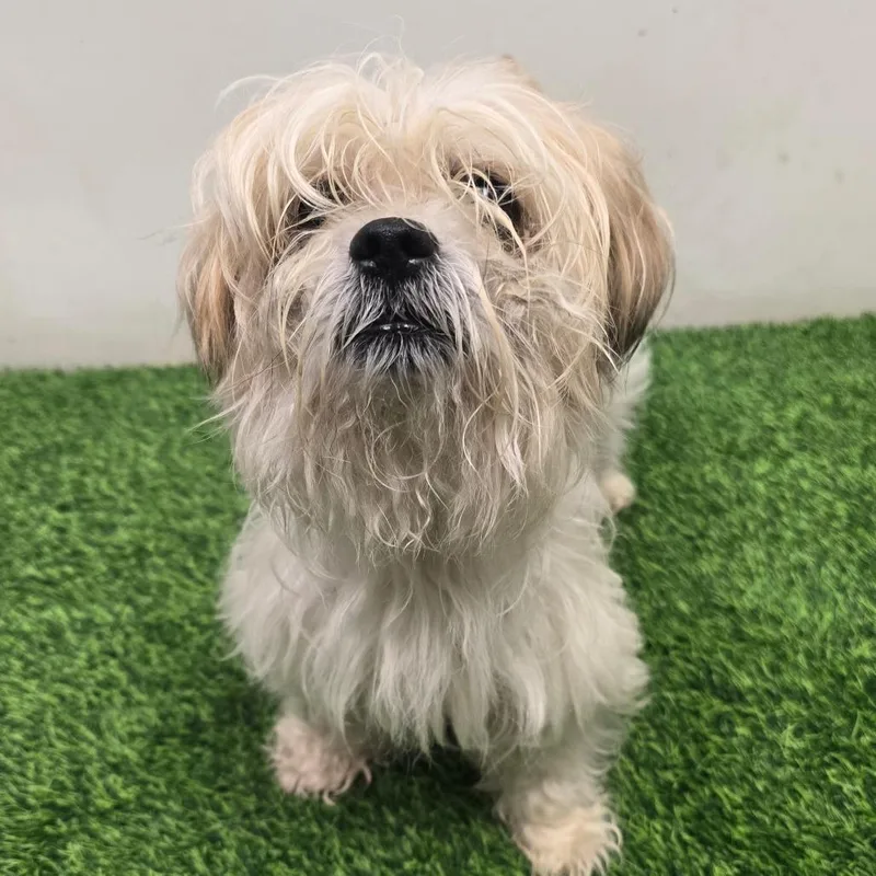 An adult small-sized male White / Cream Shih Tzu dog named Griffin for adoption in Columbia, MO