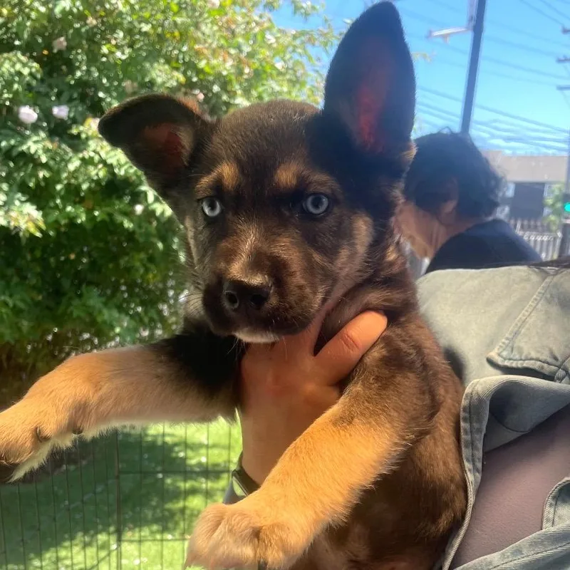 A baby medium-sized male Black Shepherd dog named Bucket for adoption in San Francisco, CA