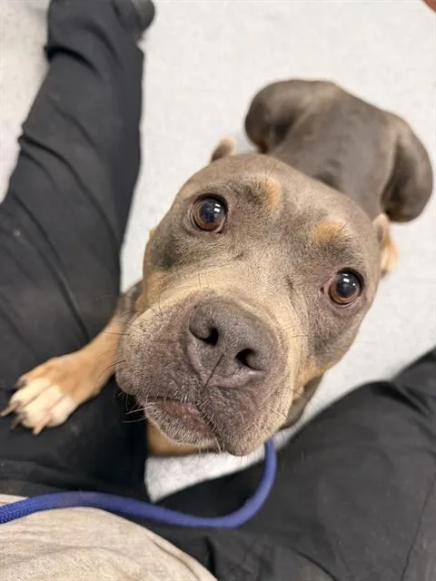 A young medium-sized female Pit Bull Terrier dog named Ursula for adoption in Indianapolis, IN