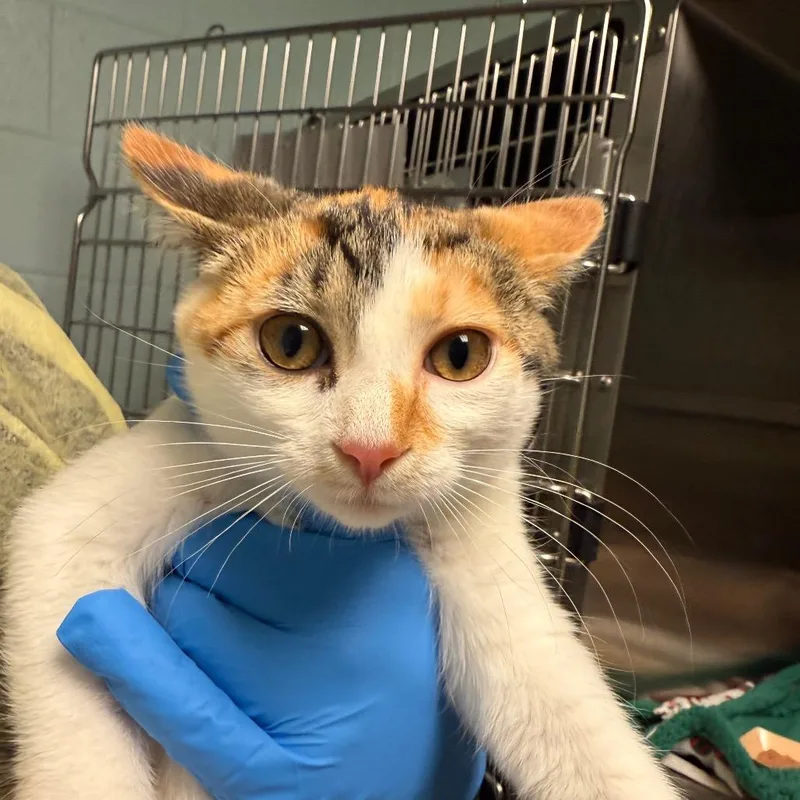 A baby small-sized female White Domestic Short Hair cat named Vervain for adoption in Fredericksburg, VA