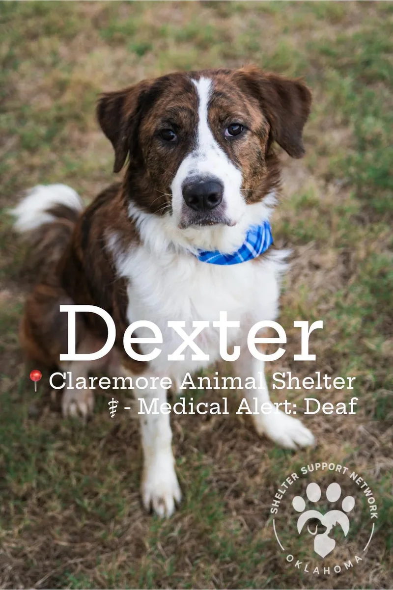 Dexter
