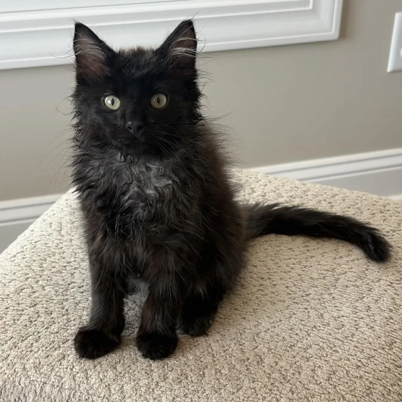 A baby small-sized male Black Domestic Long Hair cat named Shaq for adoption in La Grange, KY