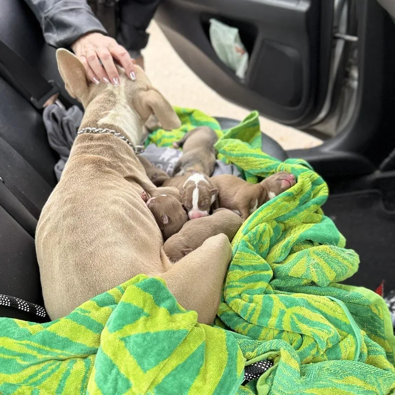 Bailey Boo thumbnail 2