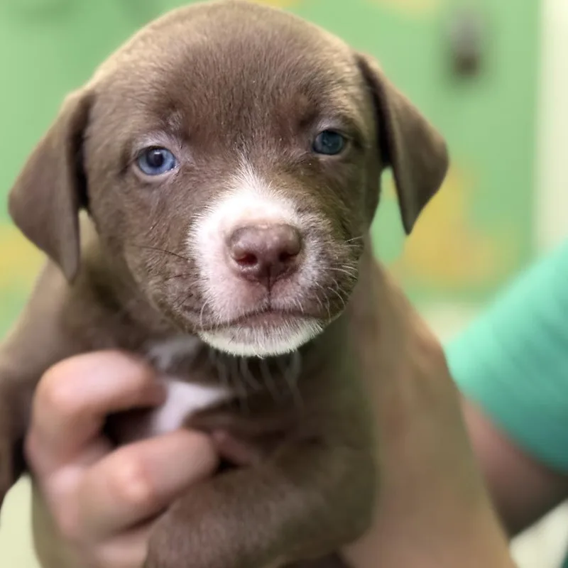 Bailey Boo thumbnail 3