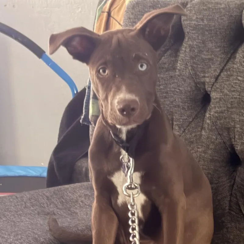 Bailey Boo thumbnail 4