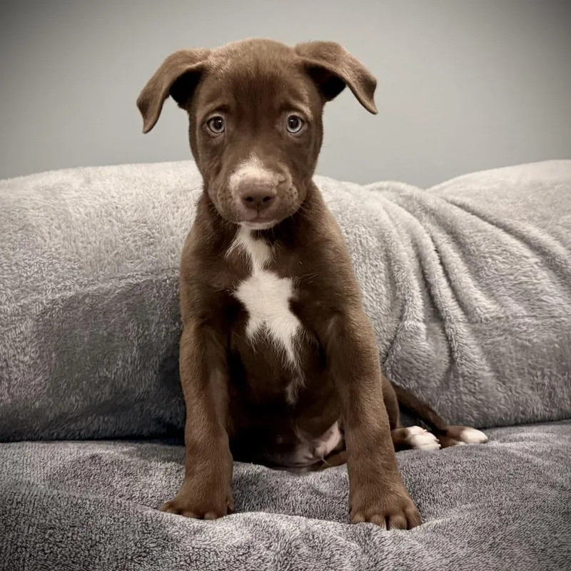 Bailey Boo thumbnail 5