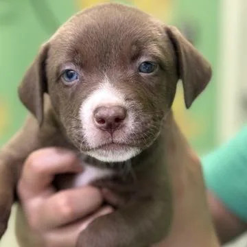 Bailey Boo thumbnail 6