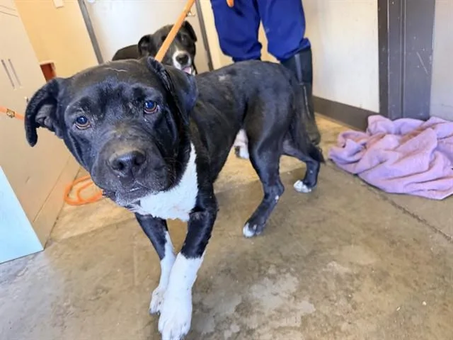 An adult large-sized male Pit Bull Terrier dog named Joel for adoption in Ontario, CA