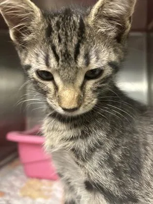 A baby medium-sized female Domestic Short Hair cat named Roxie for adoption in Picayune, MS