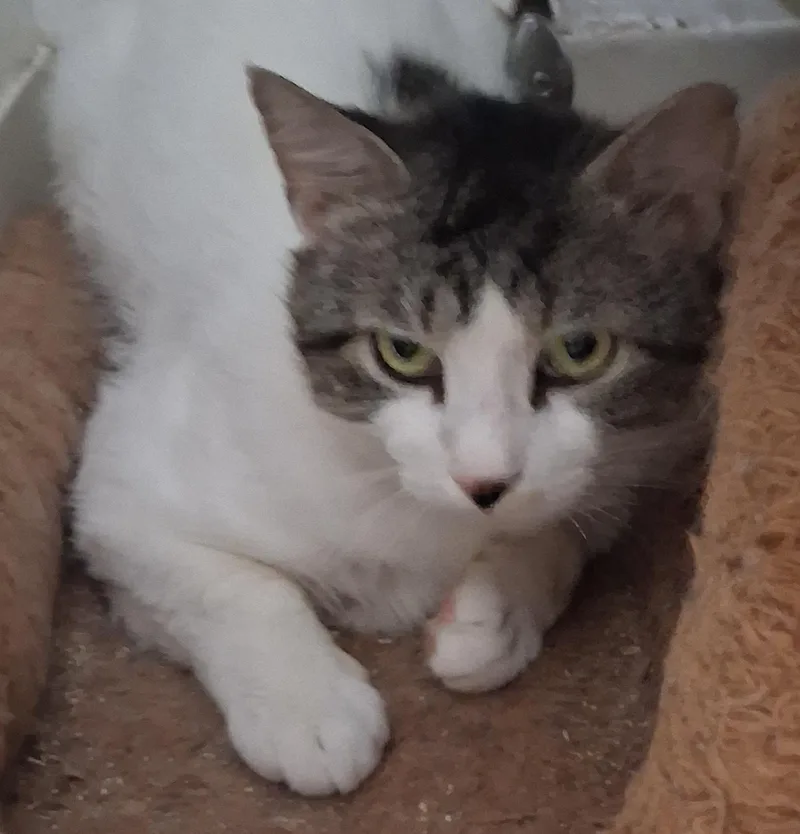 An adult medium-sized male Tabby (Brown / Chocolate) Tabby cat named Robbie for adoption in Bear, DE