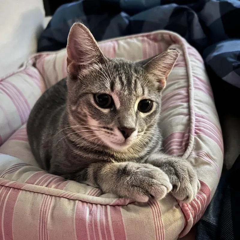 A baby medium-sized female Gray / Blue / Silver Domestic Short Hair cat named Bubbles for adoption in Roswell, GA