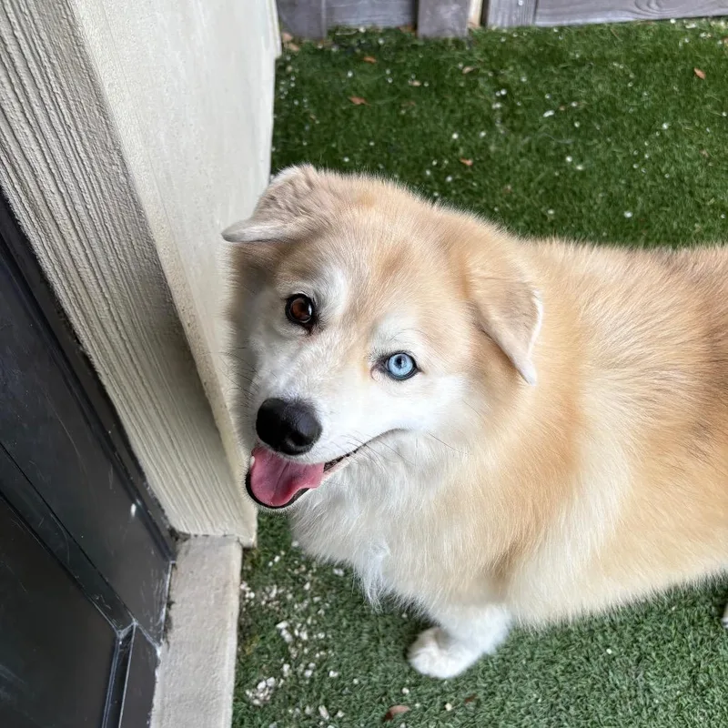 A senior medium-sized male White / Cream Pomeranian dog named Blue for adoption in LOXAHATCHEE, FL