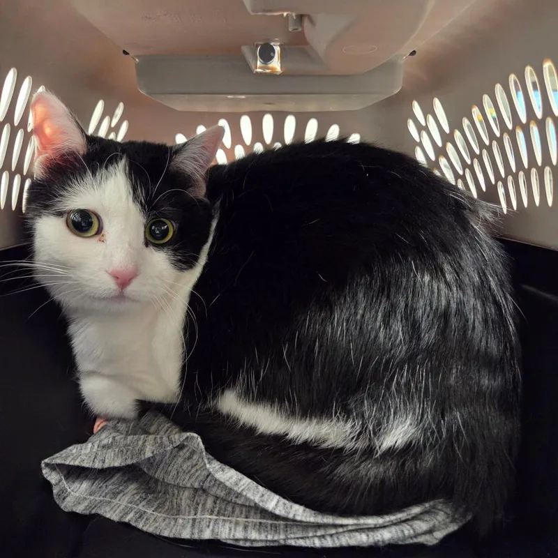 An adult large-sized female Black Domestic Short Hair cat named Lotus for adoption in Chattanooga, TN
