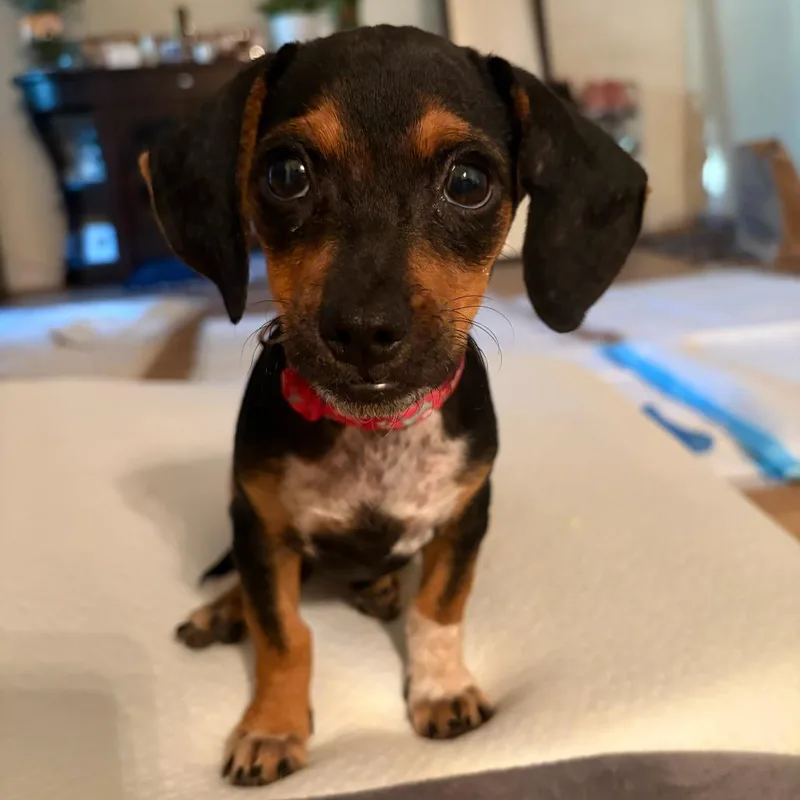 A baby small-sized female Chihuahua dog named Billie for adoption in Pacifica, CA
